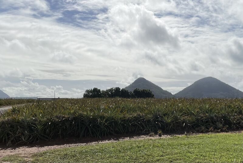 Queensland pineapple field