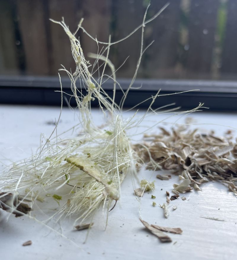 Separated pineapple leaf fibres