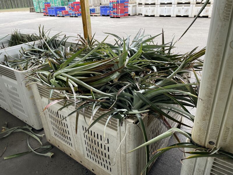 Pineapple leaf by-product collected in full field bins